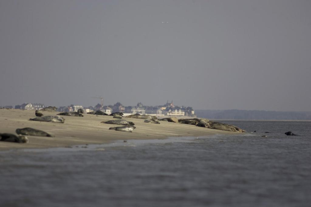 Logis Auberge De La Dune - Hotel & Restaurant Крот Екстериор снимка